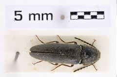 Foto (Dorsalansicht) von Melanotus hausschweisi (Platia & Schimmel, 2001) (NHMW-ZOO-COL-0007643)